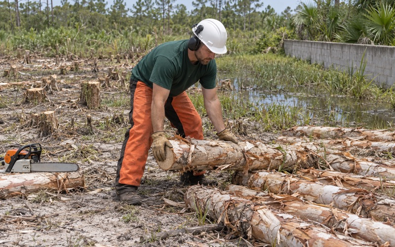 Worker rolling a cut melaleuca log onto a brushwood pile in North Port.