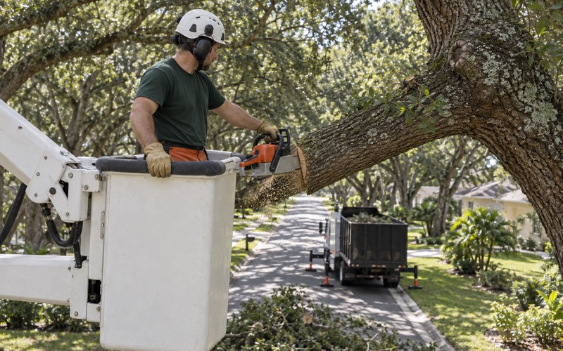 Worker making a branch collar cut on a live oak from an aerial bucket in North Port.